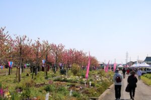 第17回中川やしお花桃まつり