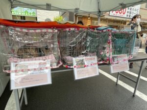 ねこひげハウス&ねこエイド合同保護猫譲渡会でした。2023/3/25(土)