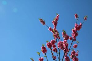 中川やしお花桃まつり