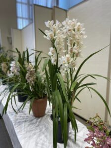 八潮洋らん展